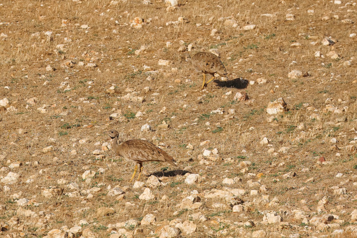 Karoo Bustard - ML646810033