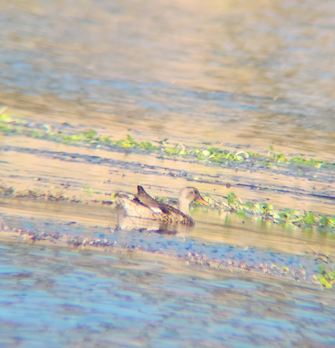 赤膀鴨 - ML646810038