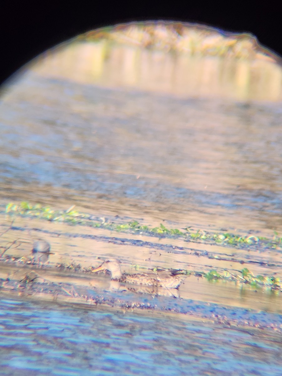 赤膀鴨 - ML646810039