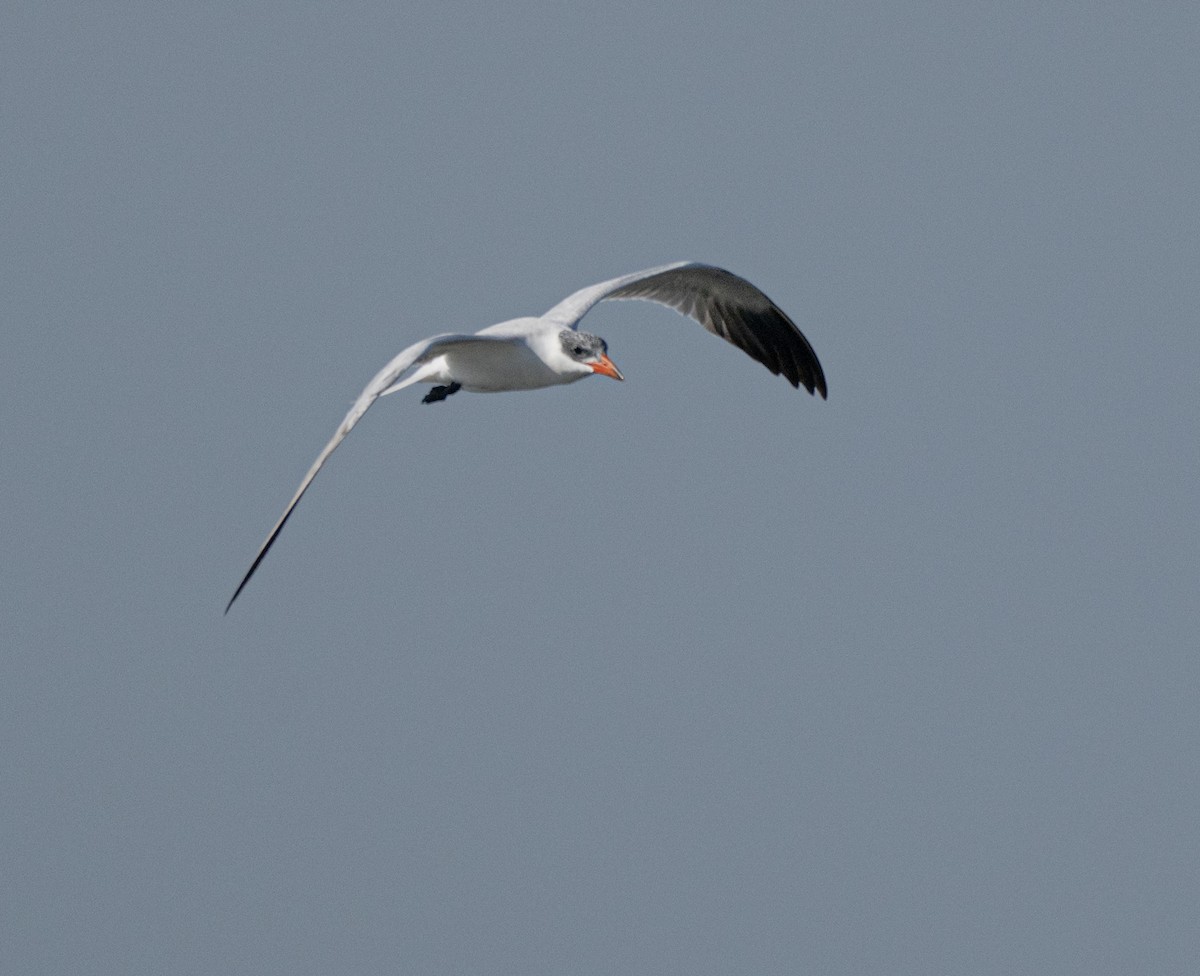 Caspian Tern - ML646810041