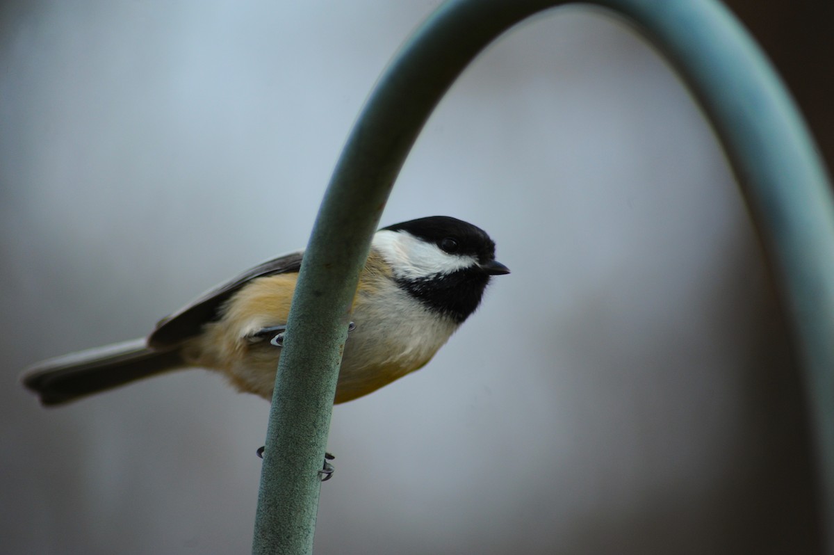 Black-capped Chickadee - ML646810042