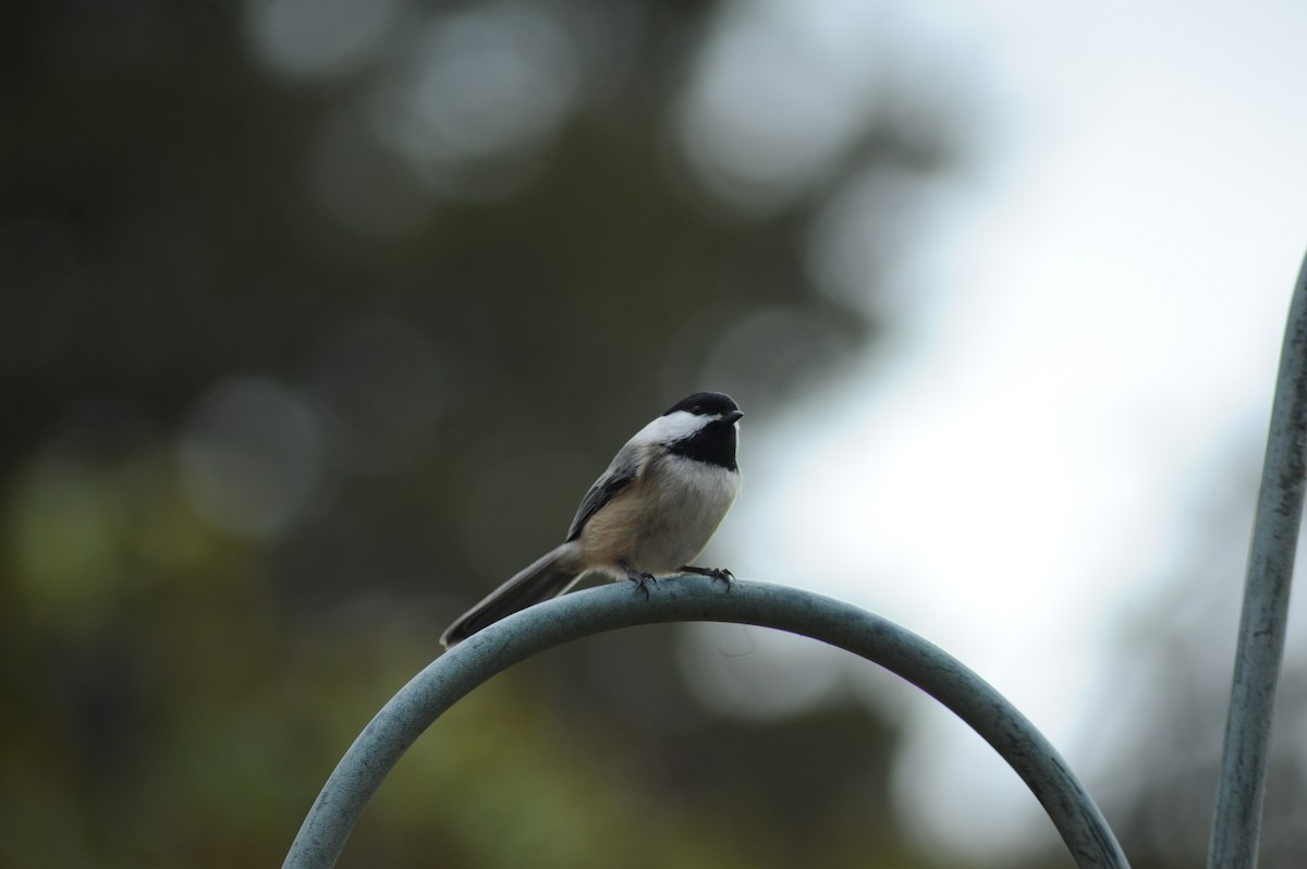 Black-capped Chickadee - ML646810043