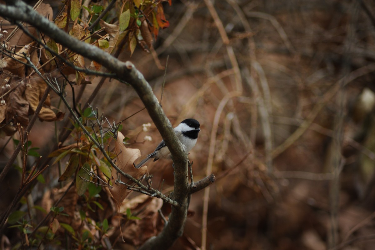 Black-capped Chickadee - ML646810044