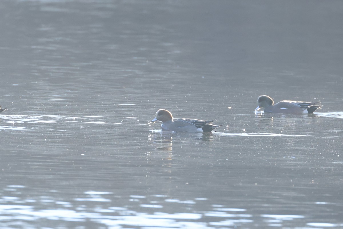 Свиязь - ML646810045