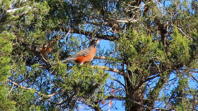 drozd stěhovavý - ML646810046