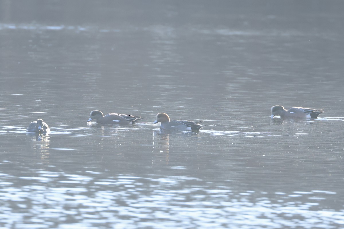 Свиязь - ML646810047