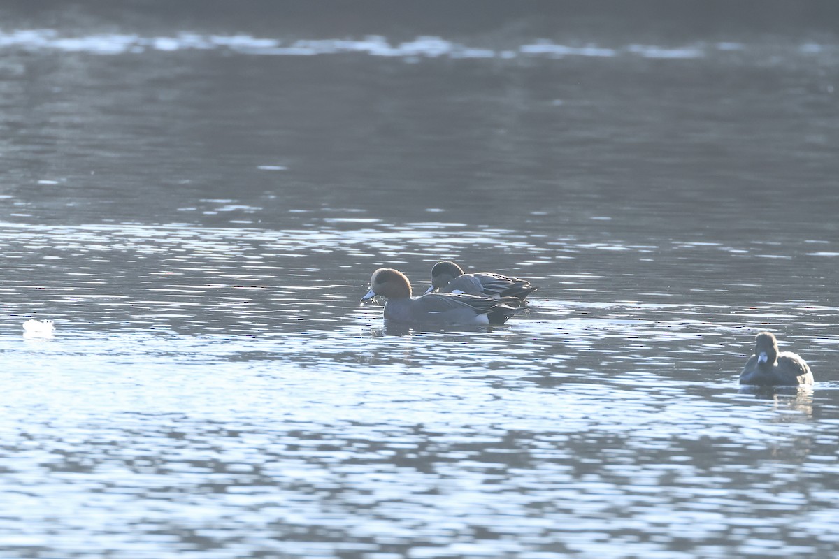 Свиязь - ML646810050