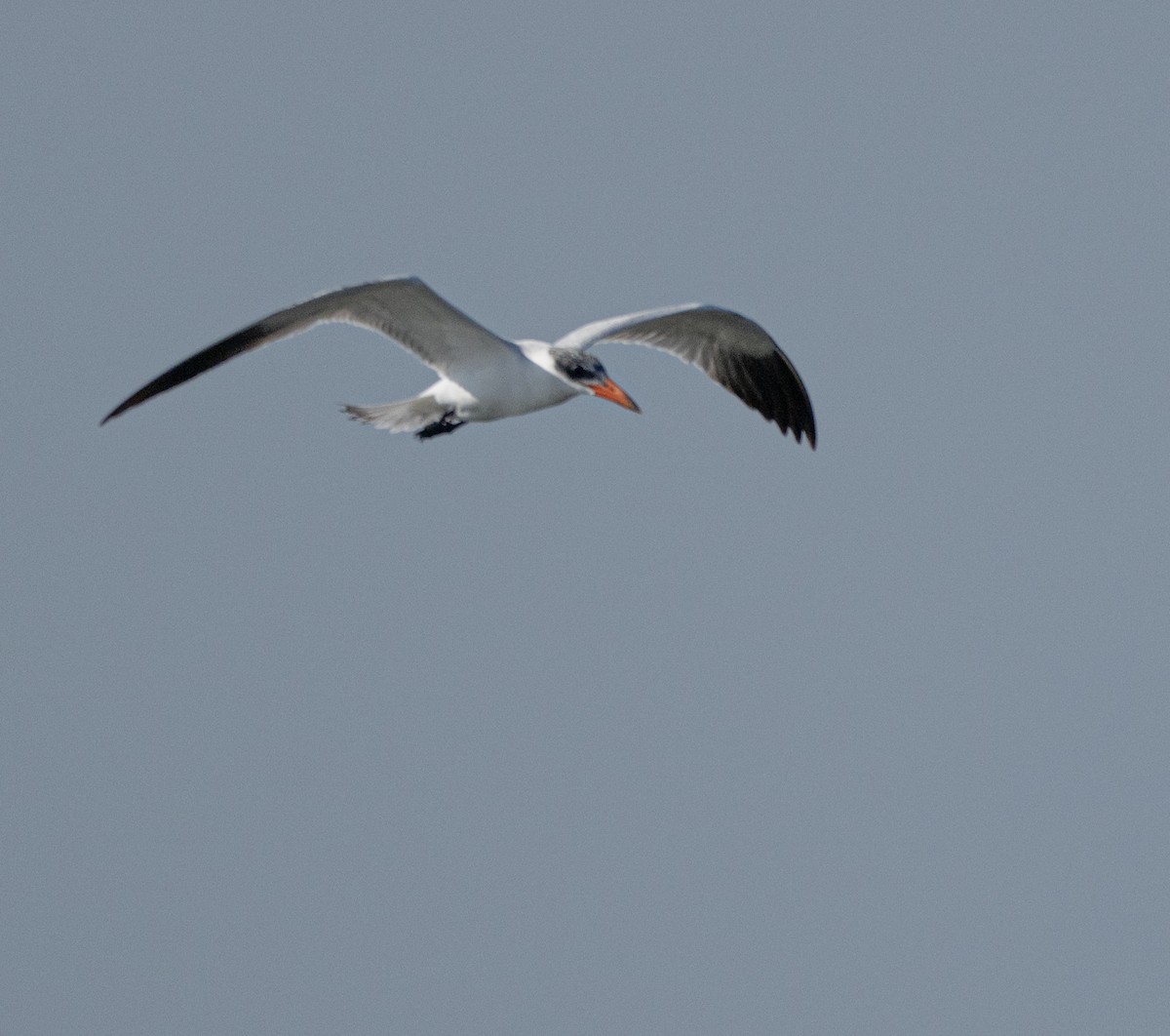 Caspian Tern - ML646810051