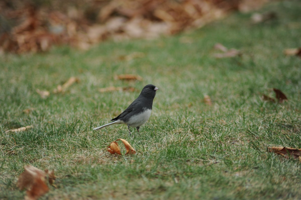 Dark-eyed Junco - ML646810052