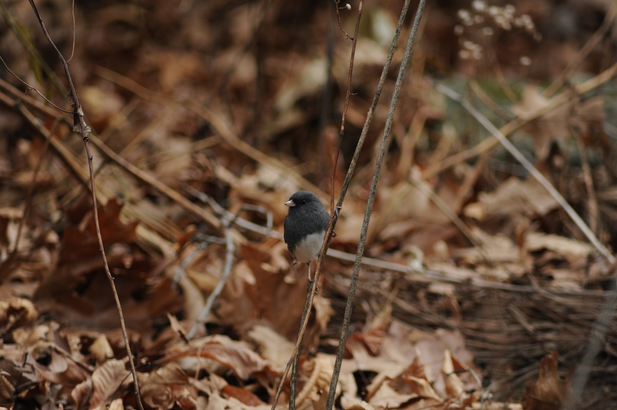 Dark-eyed Junco - ML646810053