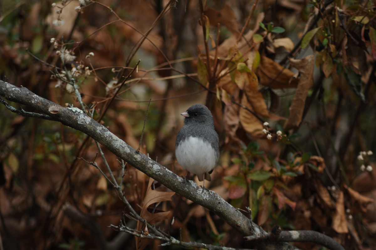 Dark-eyed Junco - ML646810054