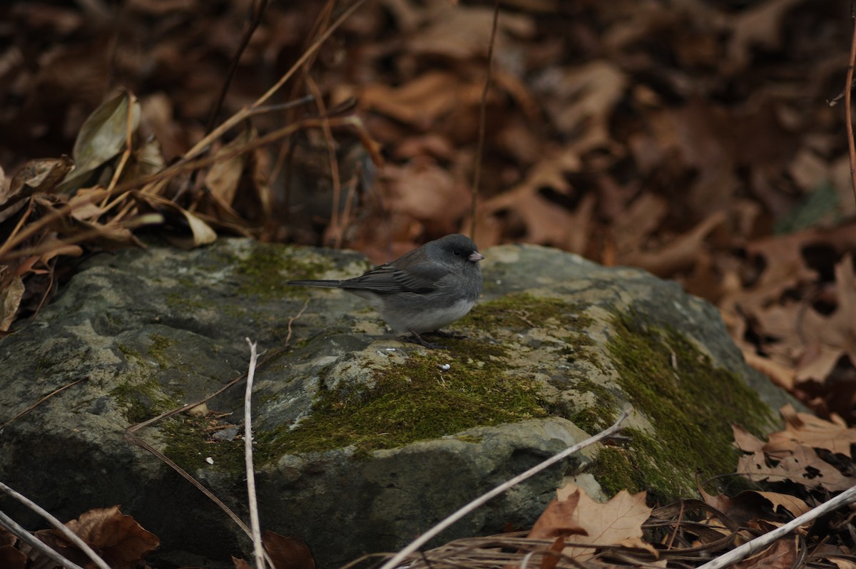 Dark-eyed Junco - ML646810055