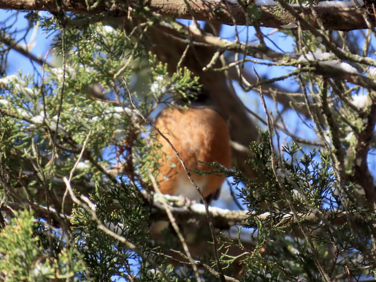 drozd stěhovavý - ML646810056