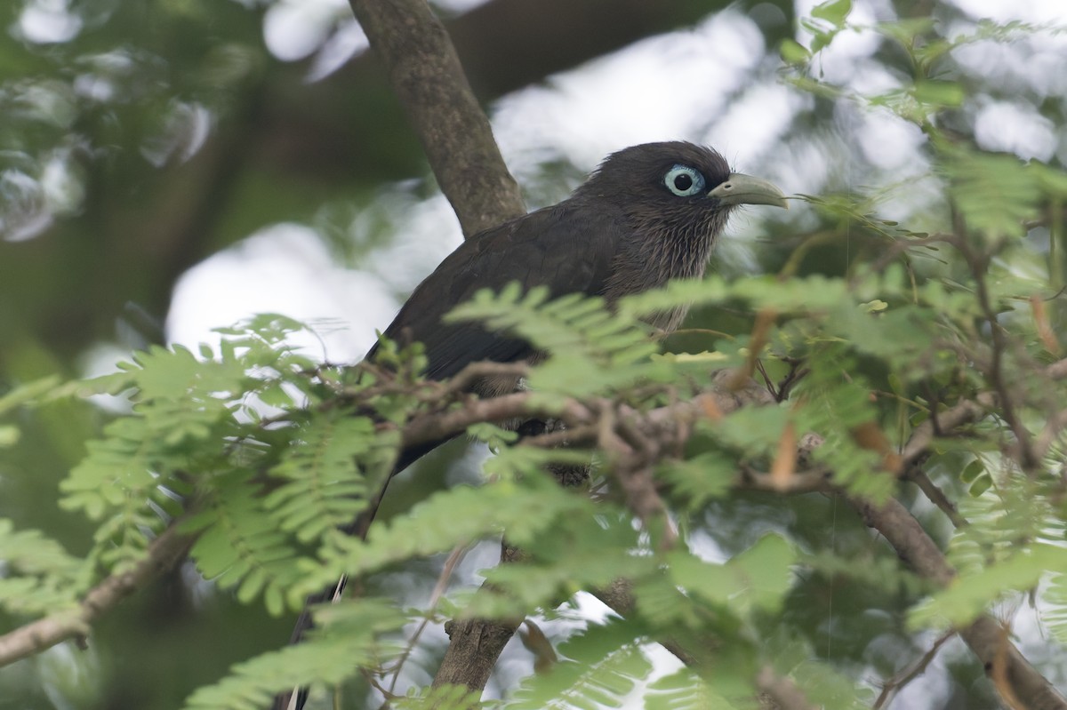 Blue-faced Malkoha - ML646810059