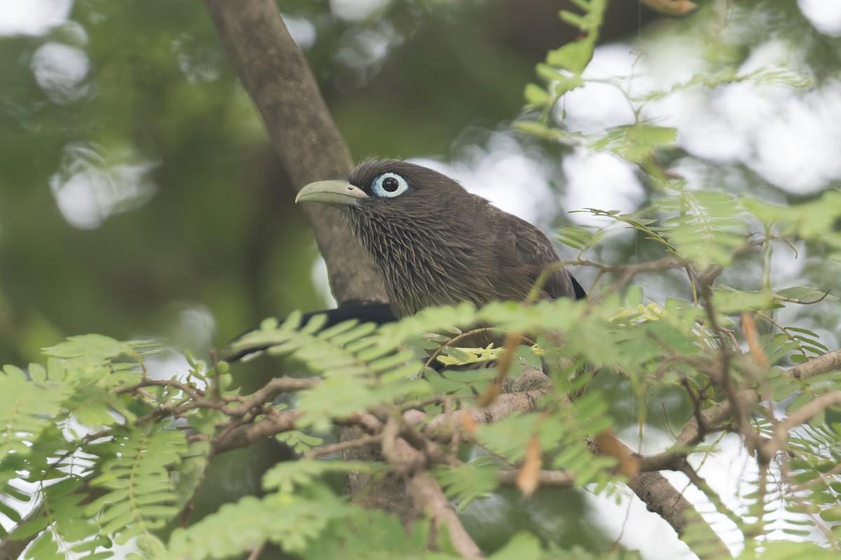 Blue-faced Malkoha - ML646810060