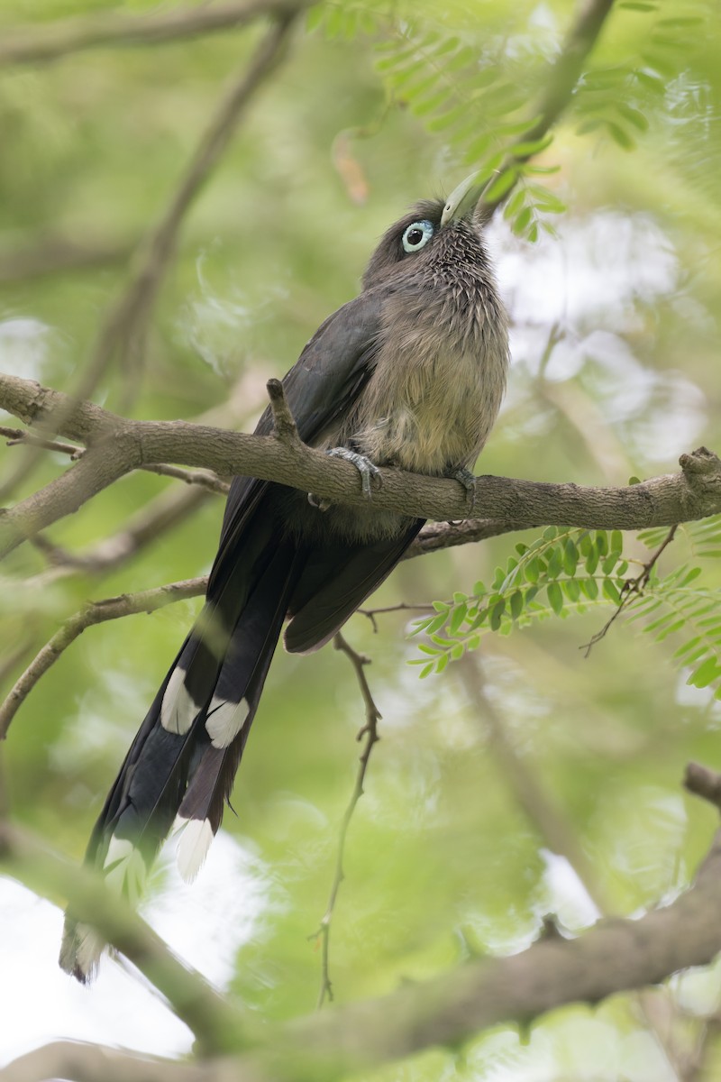 Blue-faced Malkoha - ML646810062
