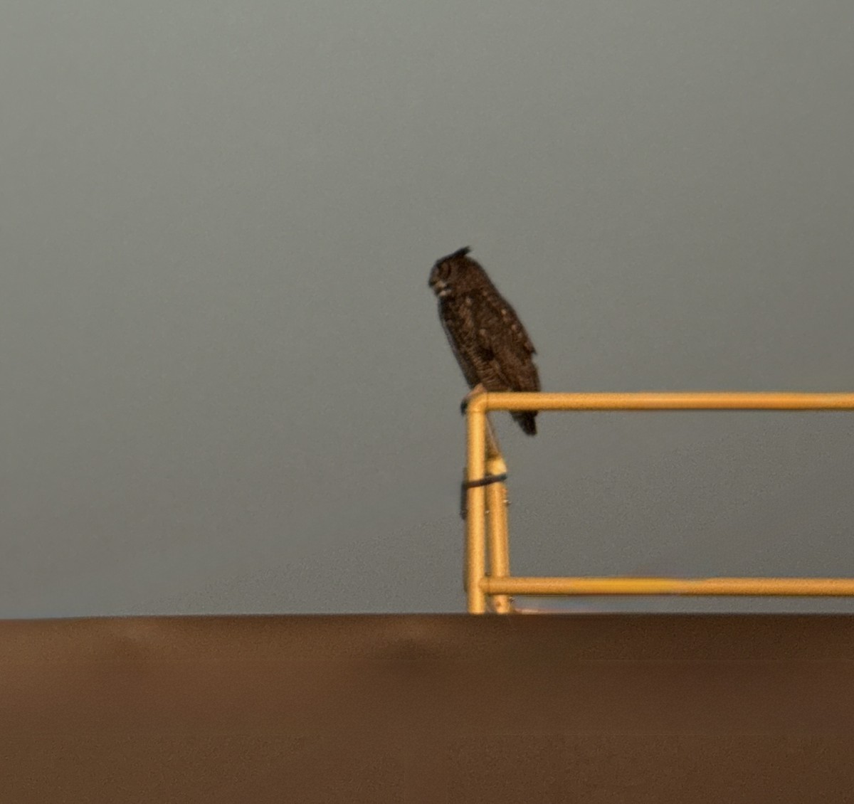 Great Horned Owl - ML646810063