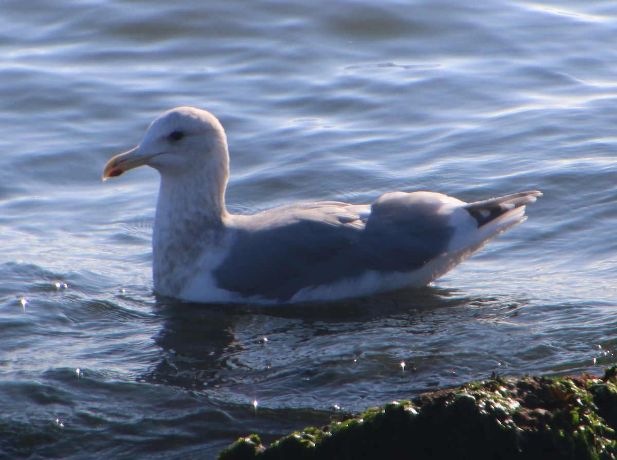 American Herring Gull - ML646810068