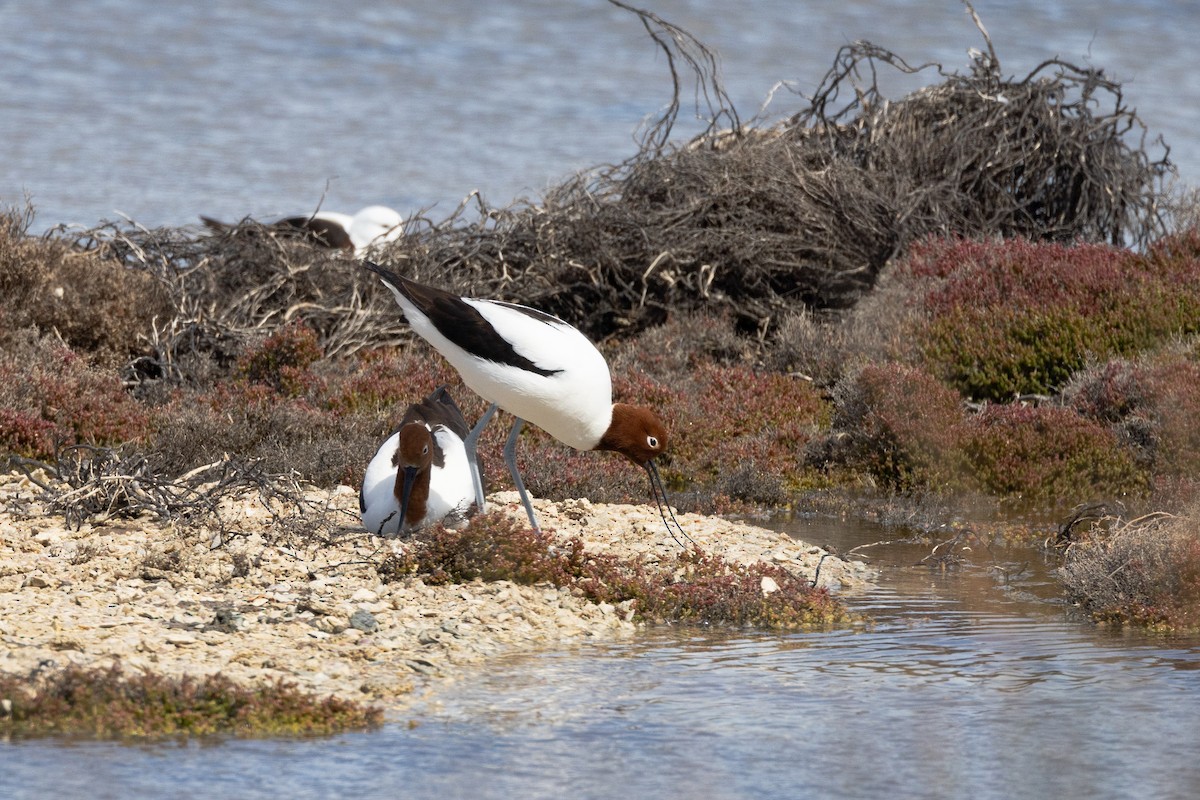 Abozeta burugorria - ML646810071