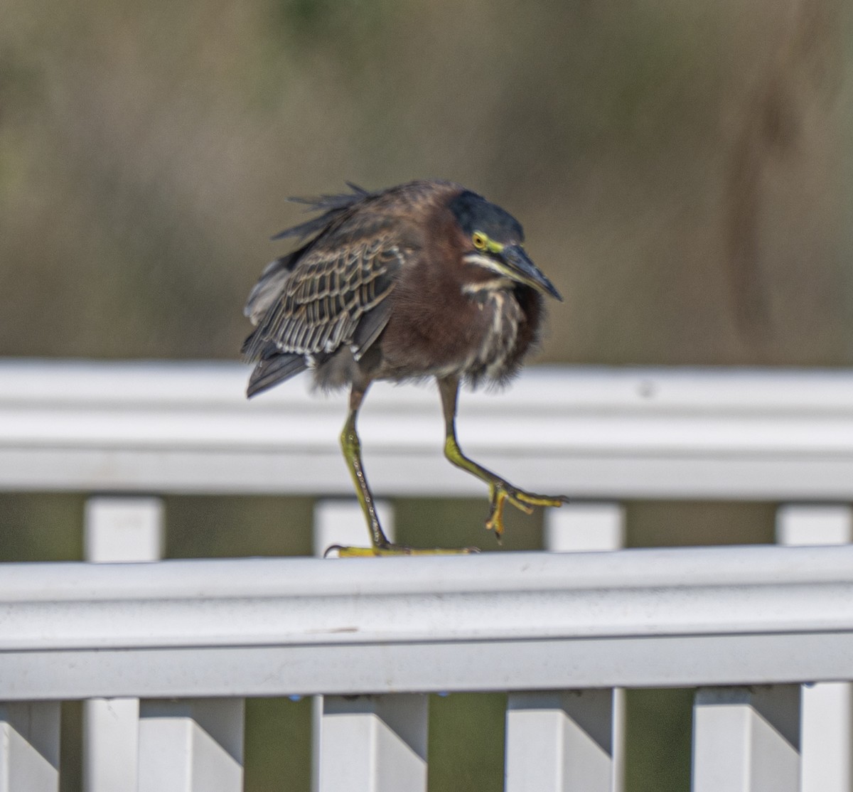 Green Heron - ML646810072