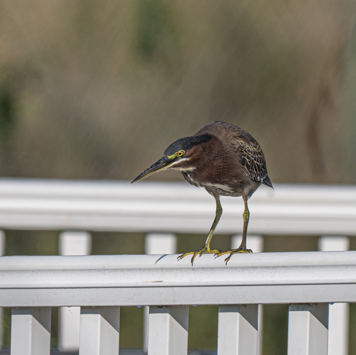 Green Heron - ML646810073