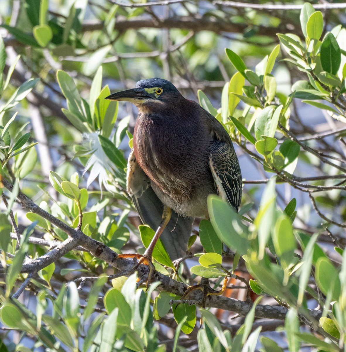 Green Heron - ML646810074