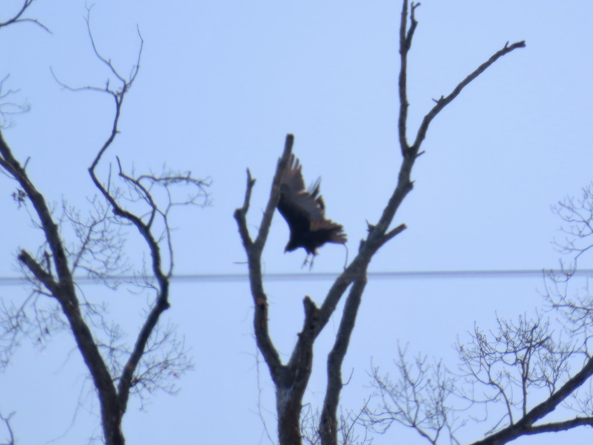 kondor krocanovitý - ML646810075