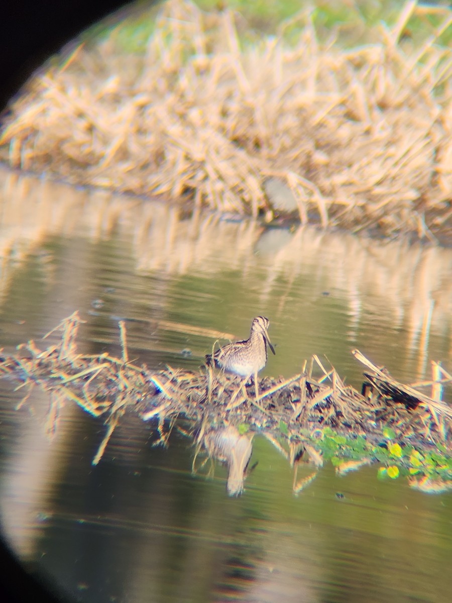 Wilson's Snipe - ML646810076