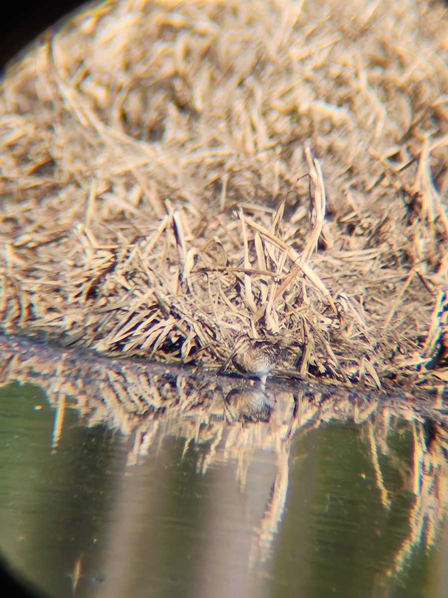 Wilson's Snipe - ML646810077