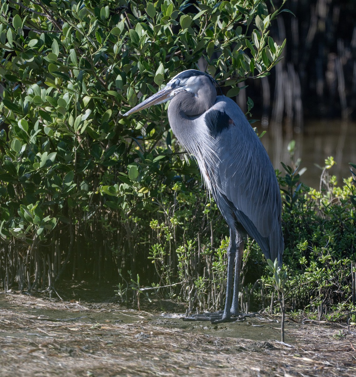 Great Blue Heron - ML646810079