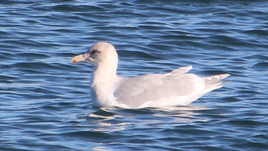 Glaucous-winged Gull - ML646810084