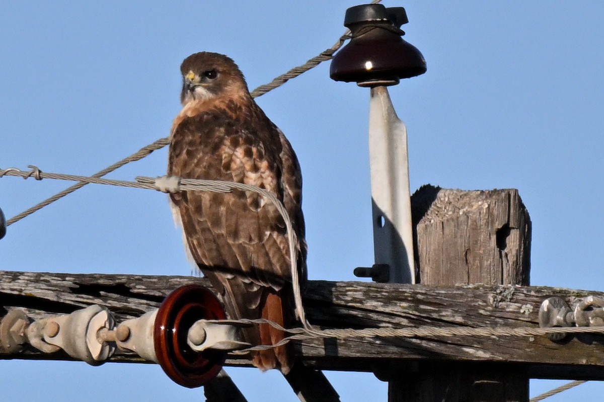 Red-tailed Hawk - ML646810085