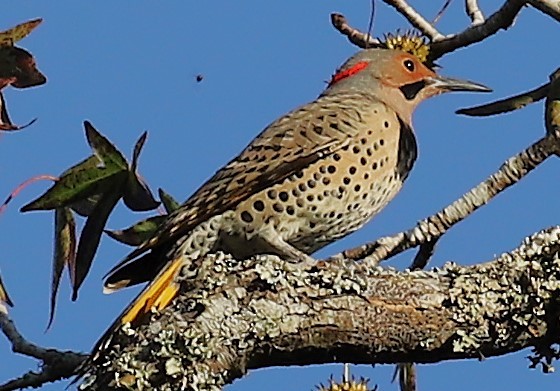 Northern Flicker - ML646810086
