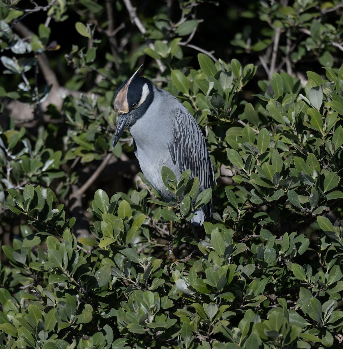 Yellow-crowned Night Heron - ML646810088