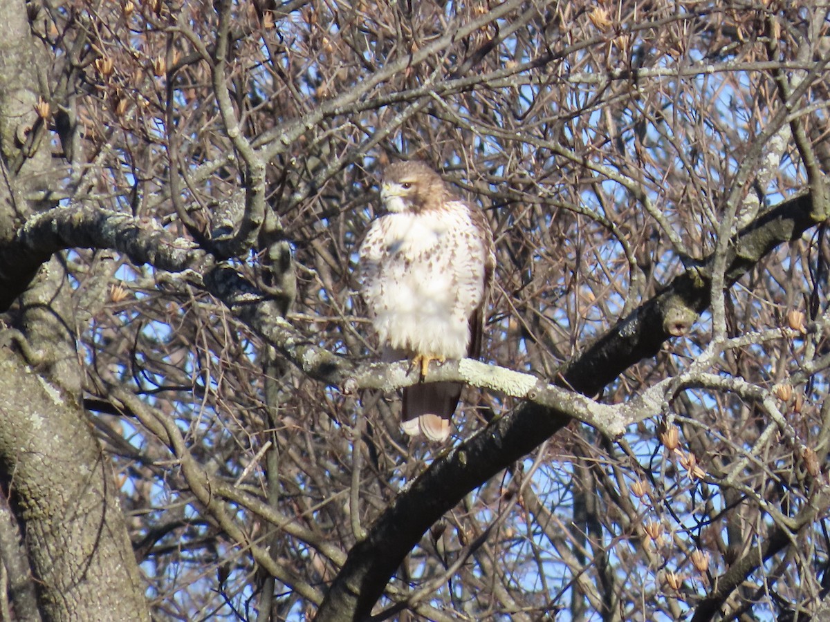 Zapelatz buztangorria - ML646810089