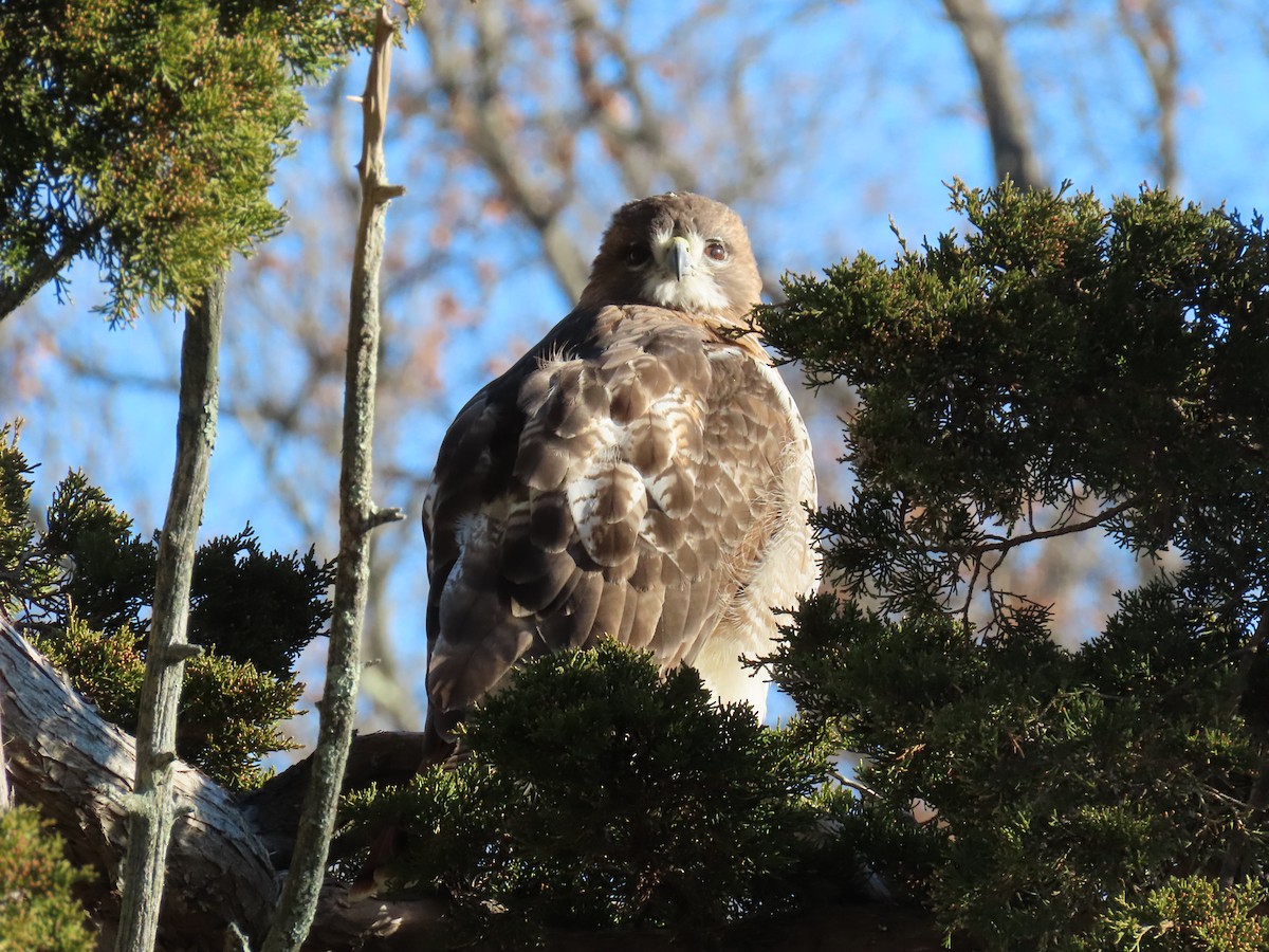 Zapelatz buztangorria - ML646810090