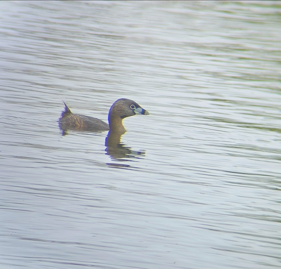 Txilinporta mokolodia - ML646810091