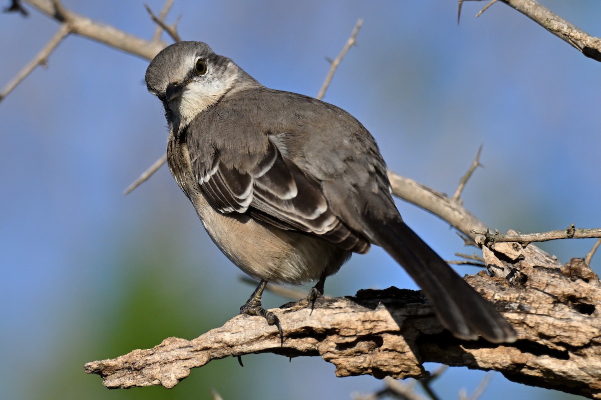 Northern Mockingbird - ML646810092