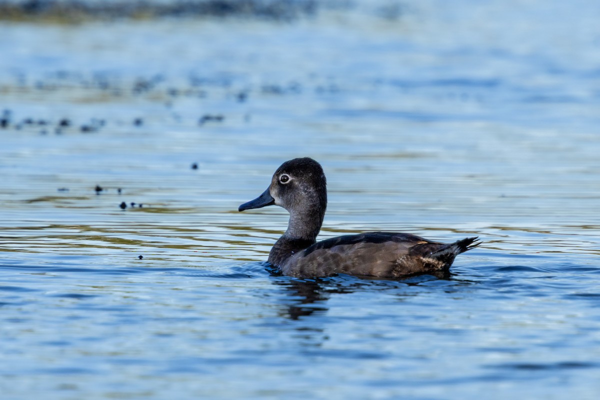 Ring-necked Duck - ML646810094