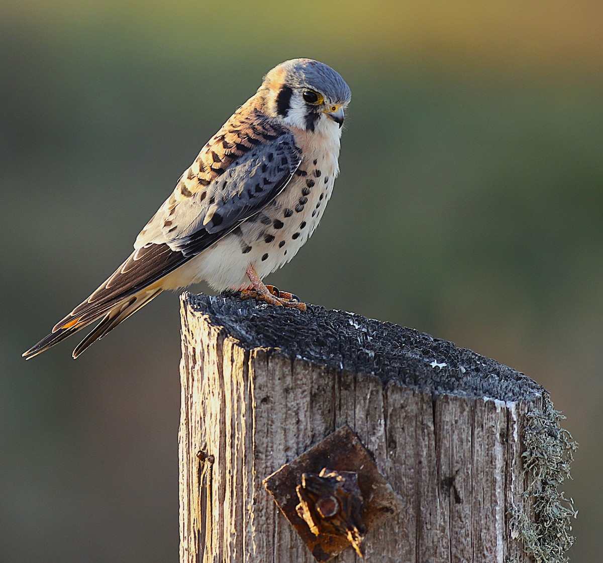 American Kestrel - ML646810096