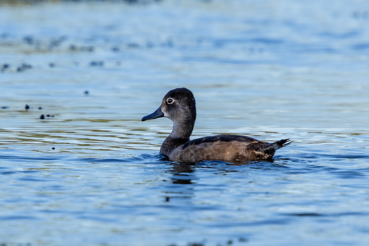 Ring-necked Duck - ML646810097