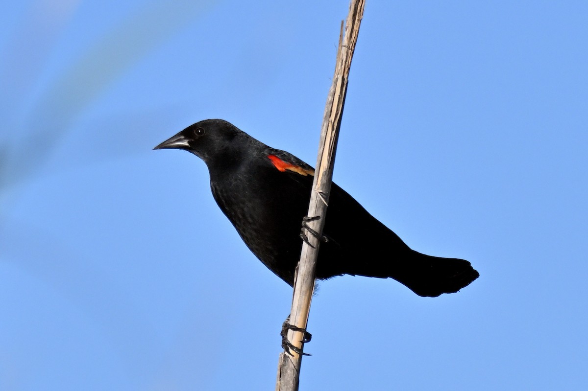 Red-winged Blackbird - ML646810098