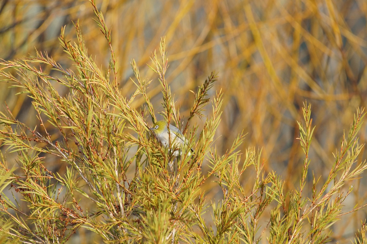 Silvereye - ML646810099