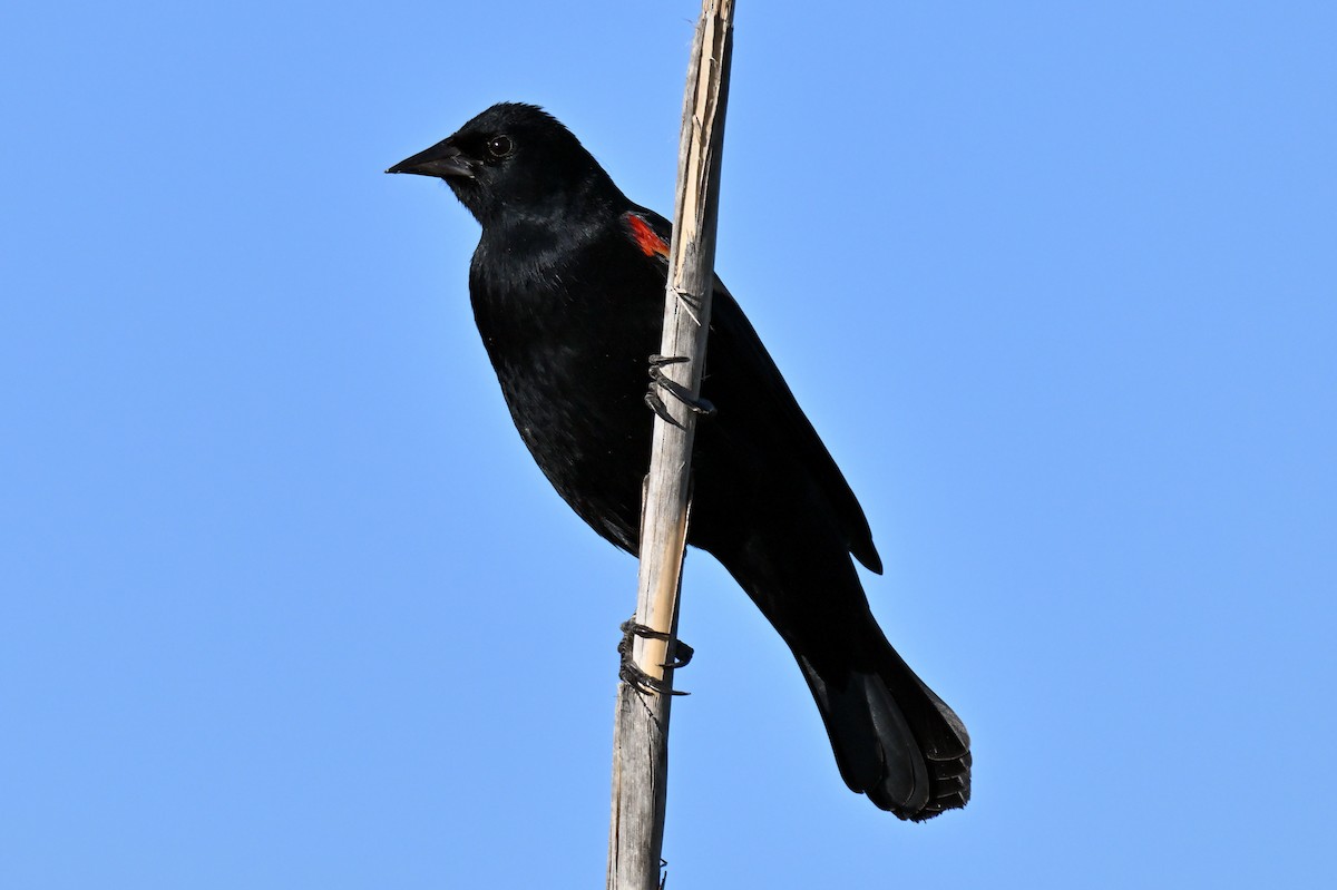 Red-winged Blackbird - ML646810100