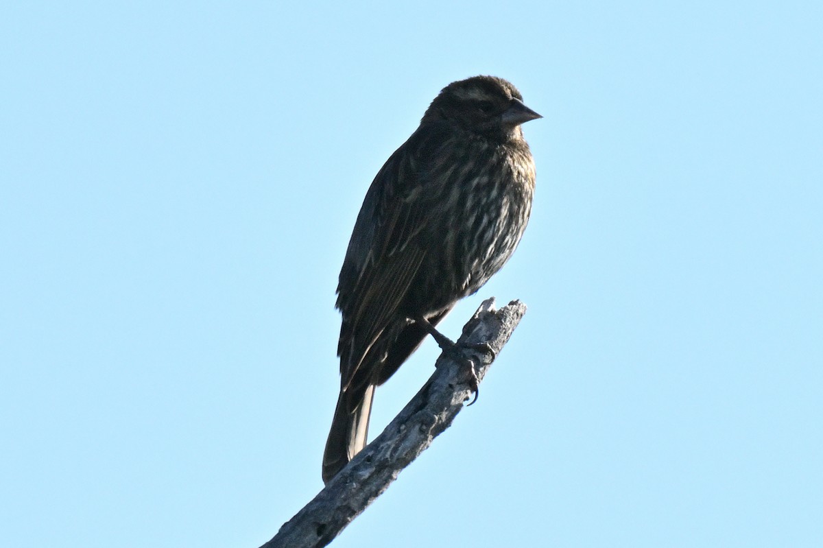 Red-winged Blackbird - ML646810102