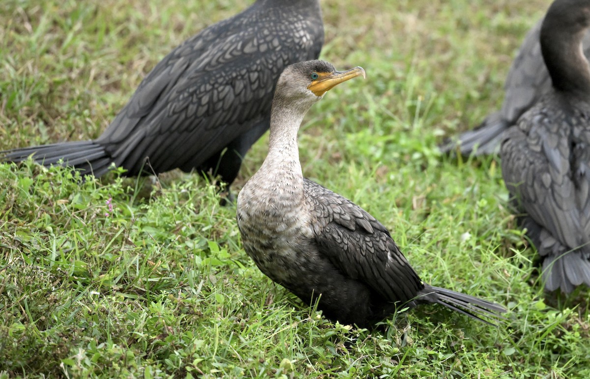 Cormoran à aigrettes - ML646810103