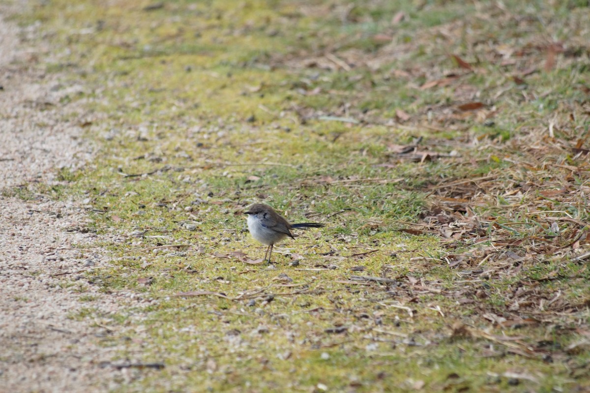 Superb Fairywren - ML646810105