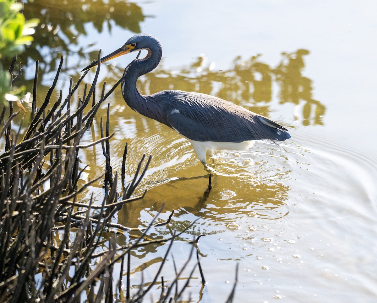 Tricolored Heron - ML646810108