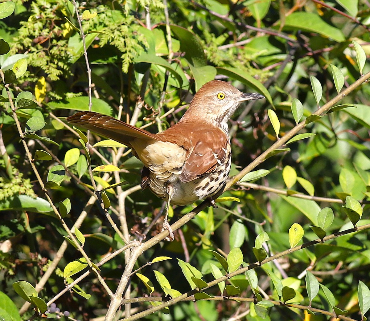 Brown Thrasher - ML646810110