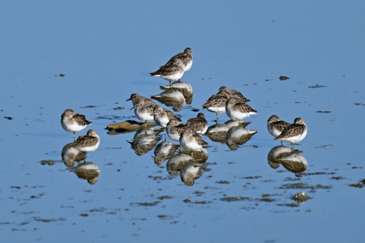 Least Sandpiper - ML646810111